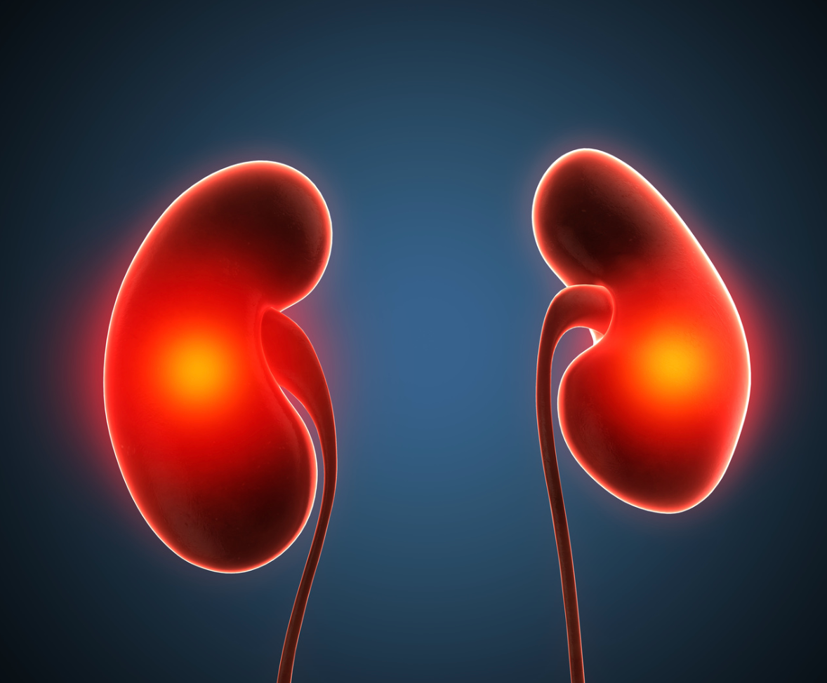 Certain Kidney Function Measures May Determine Long-Term Physical Function Decline