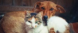 Topical Painkiller Toxic to Pets