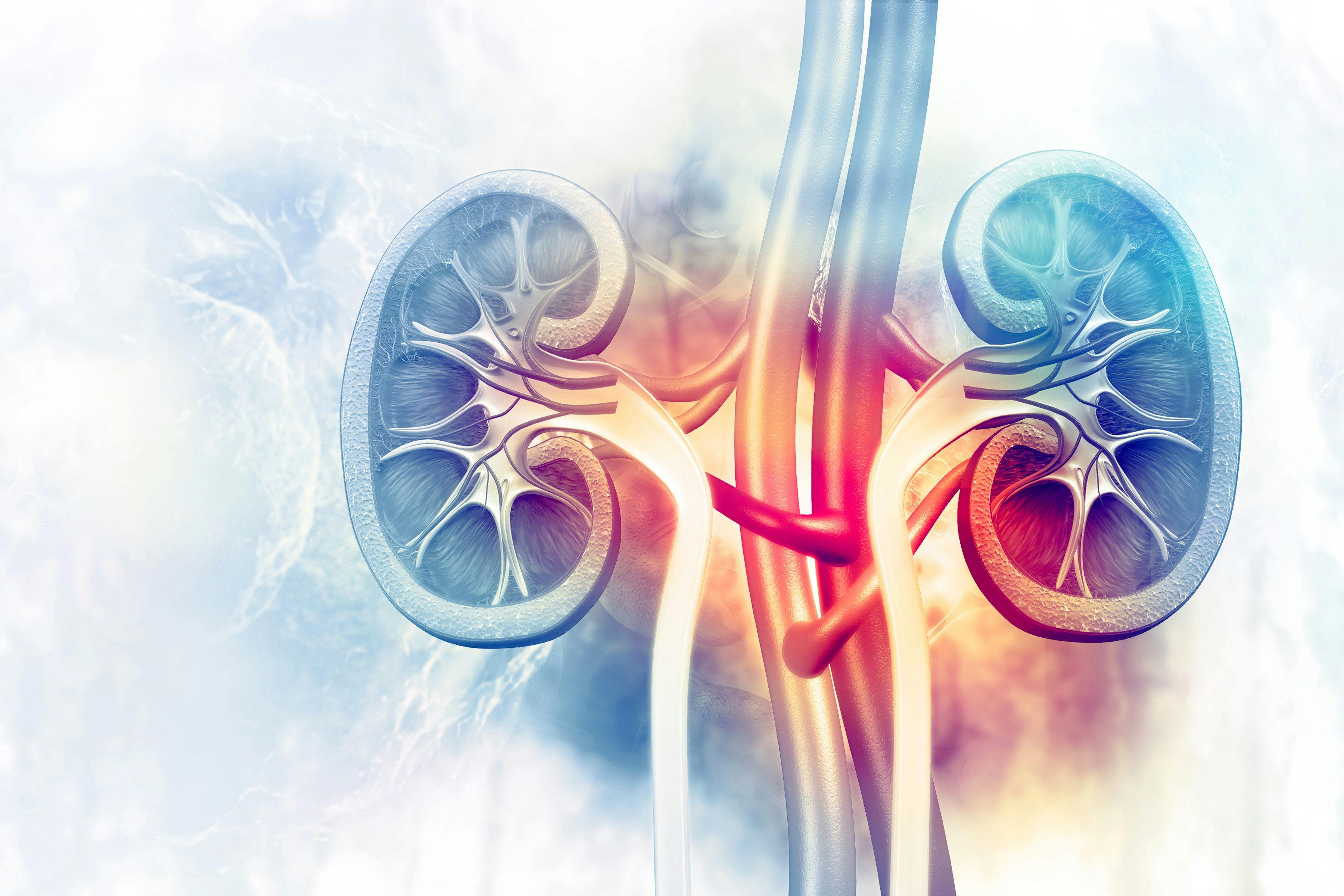 Human kidney cross section on scientific background | Image Credit: Crystal light - stock.adobe.com