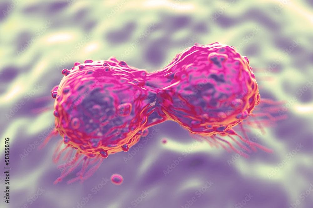 Dividing breast cancer cell | Image Credit: PRB ARTS - stock.adobe.com