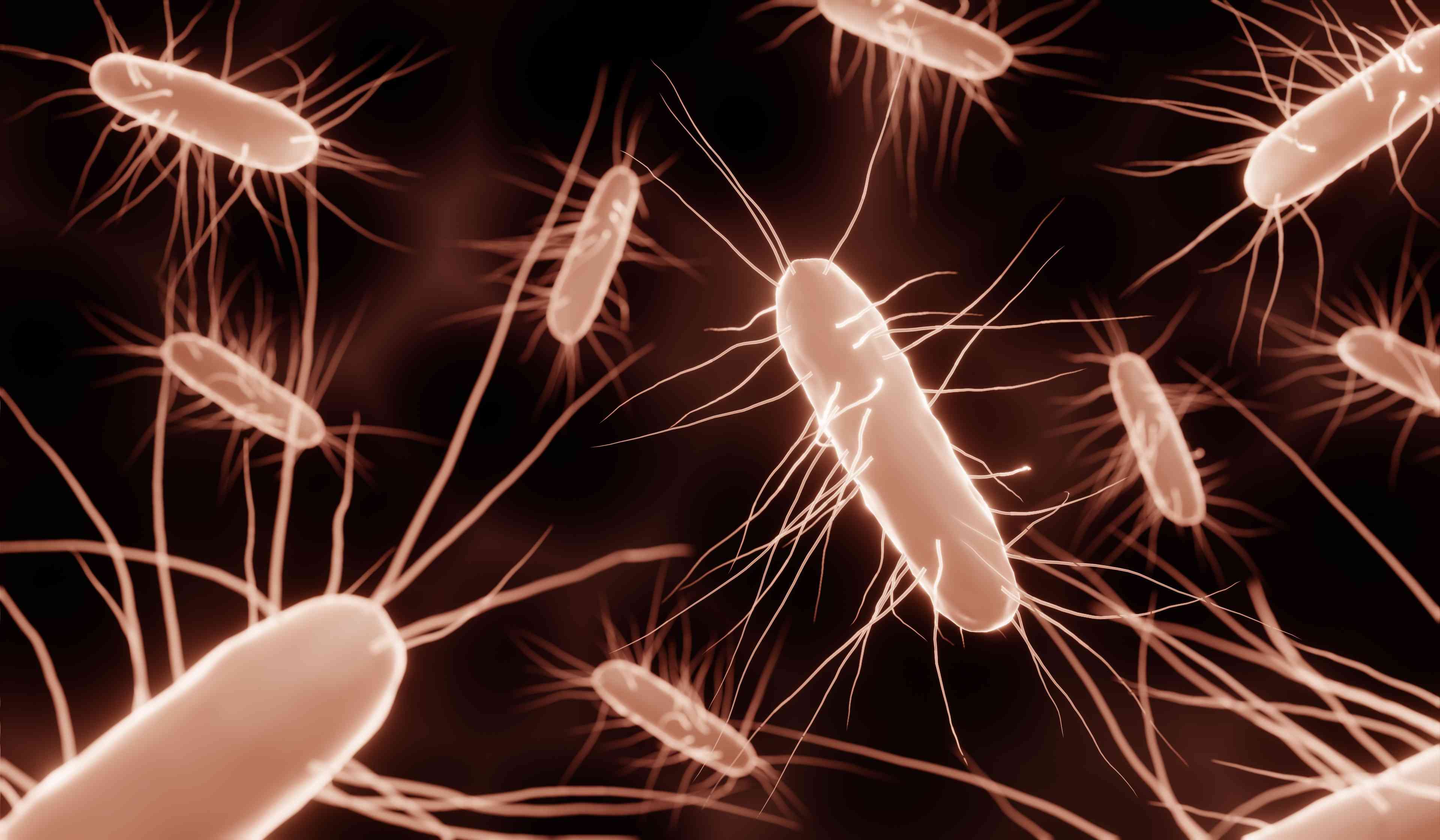 Bacteria of clostridioides difficile infection -- Image credit: Artur | stock.adobe.com