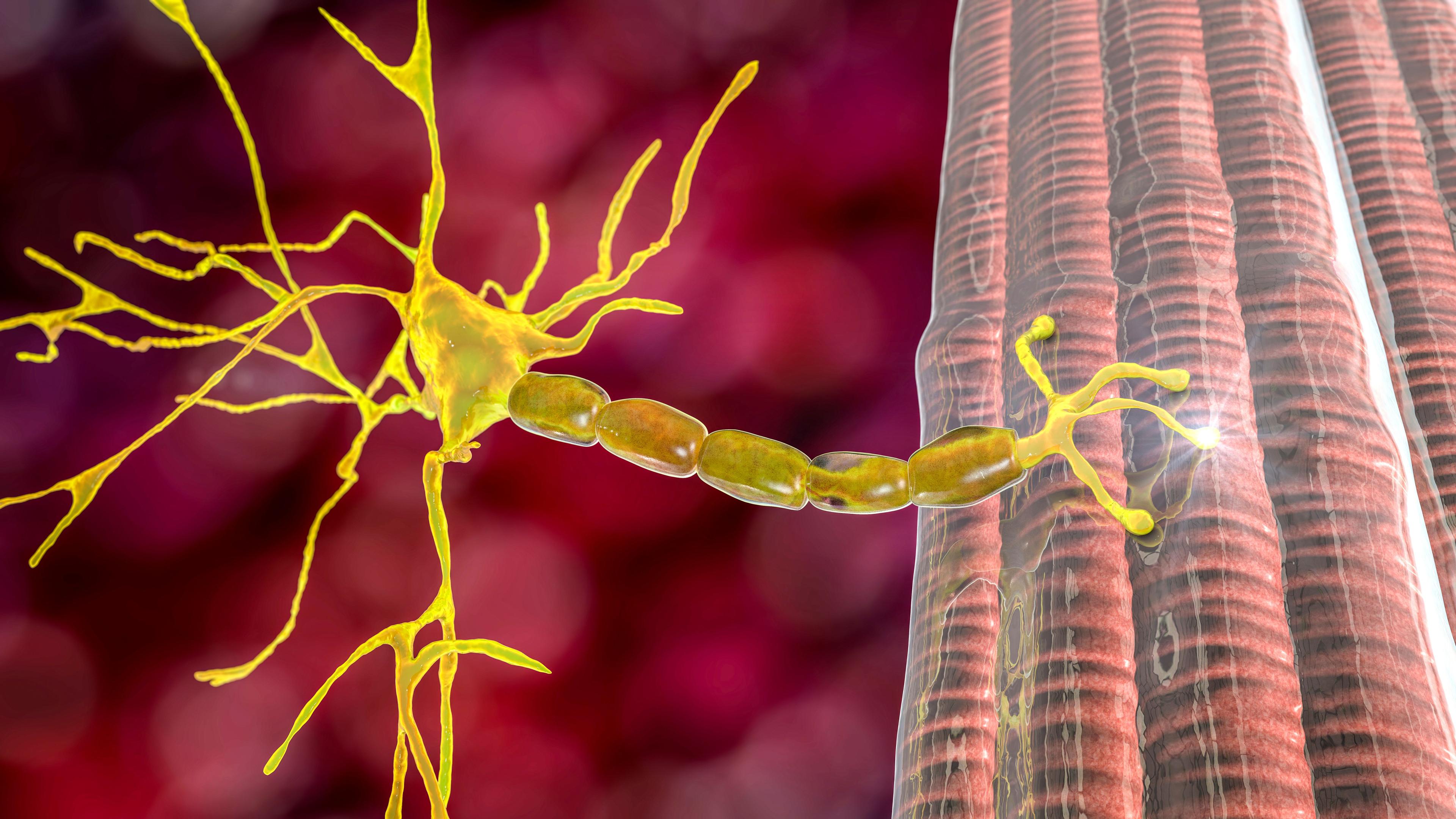 Motor neuron connecting to muscle fiber, 3D illustration - Image credit: Dr_Microbe | stock.adobe.com 