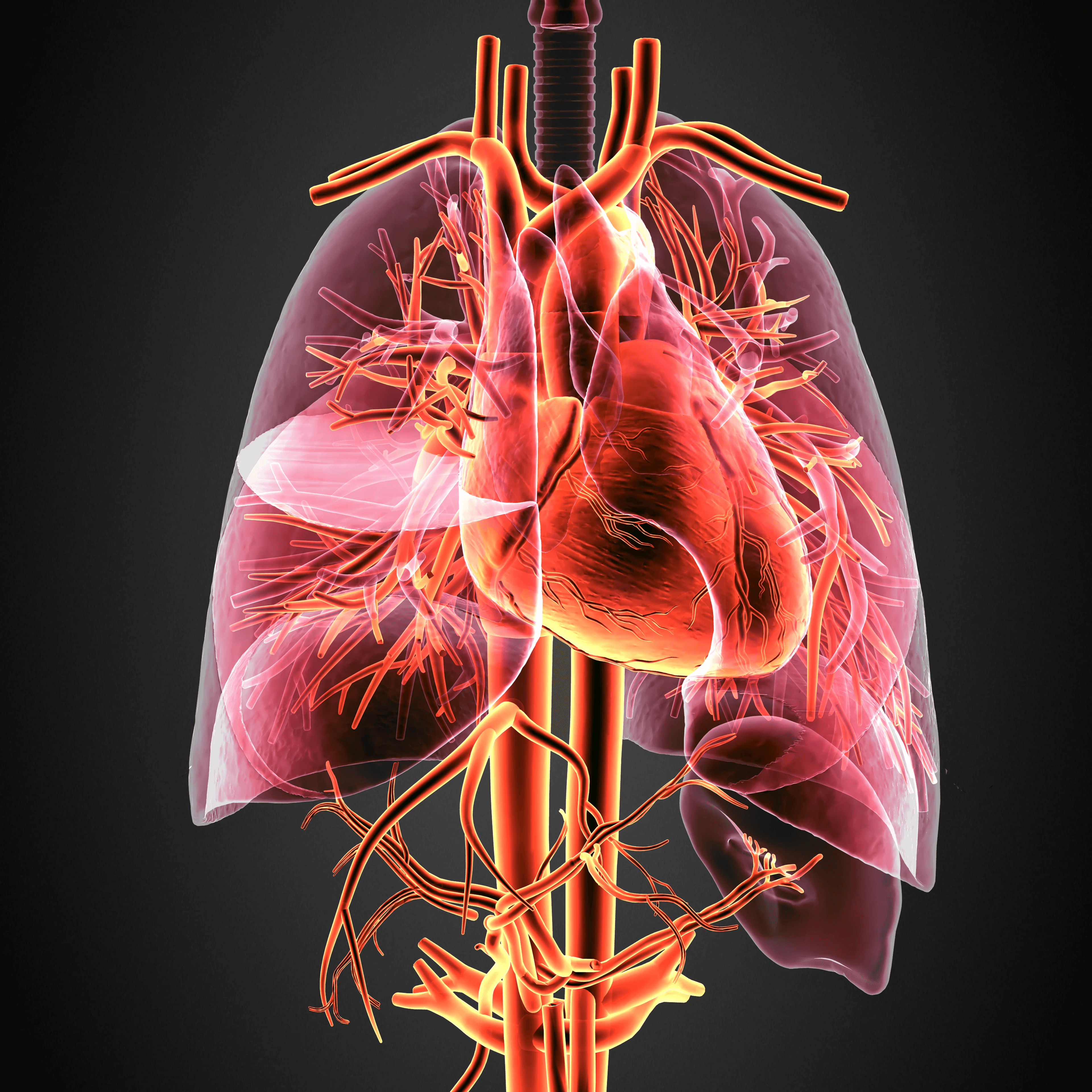 Vascular Calcification Causes Stiffness of Cardiovascular System