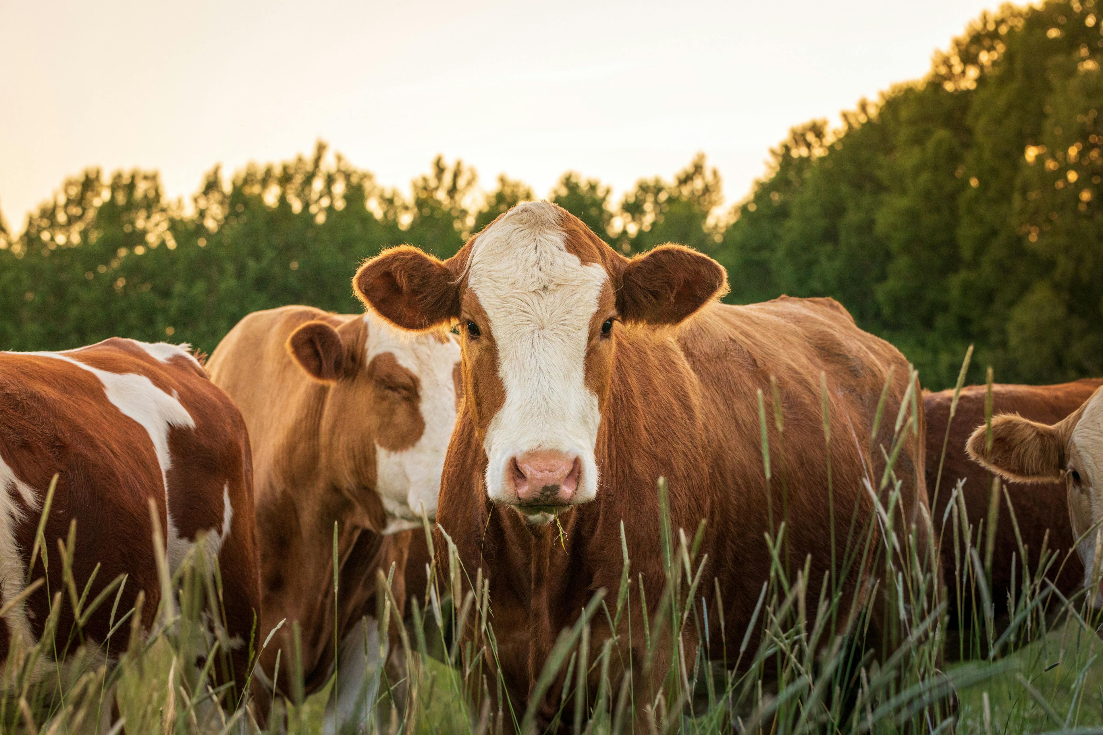 Cows in field -- Image credit: Jonatan Rundblad | stock.adobe.com