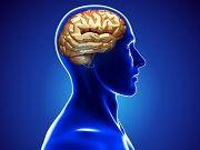 Brain Peptide Research Could Lead to New Mental Illness Treatments