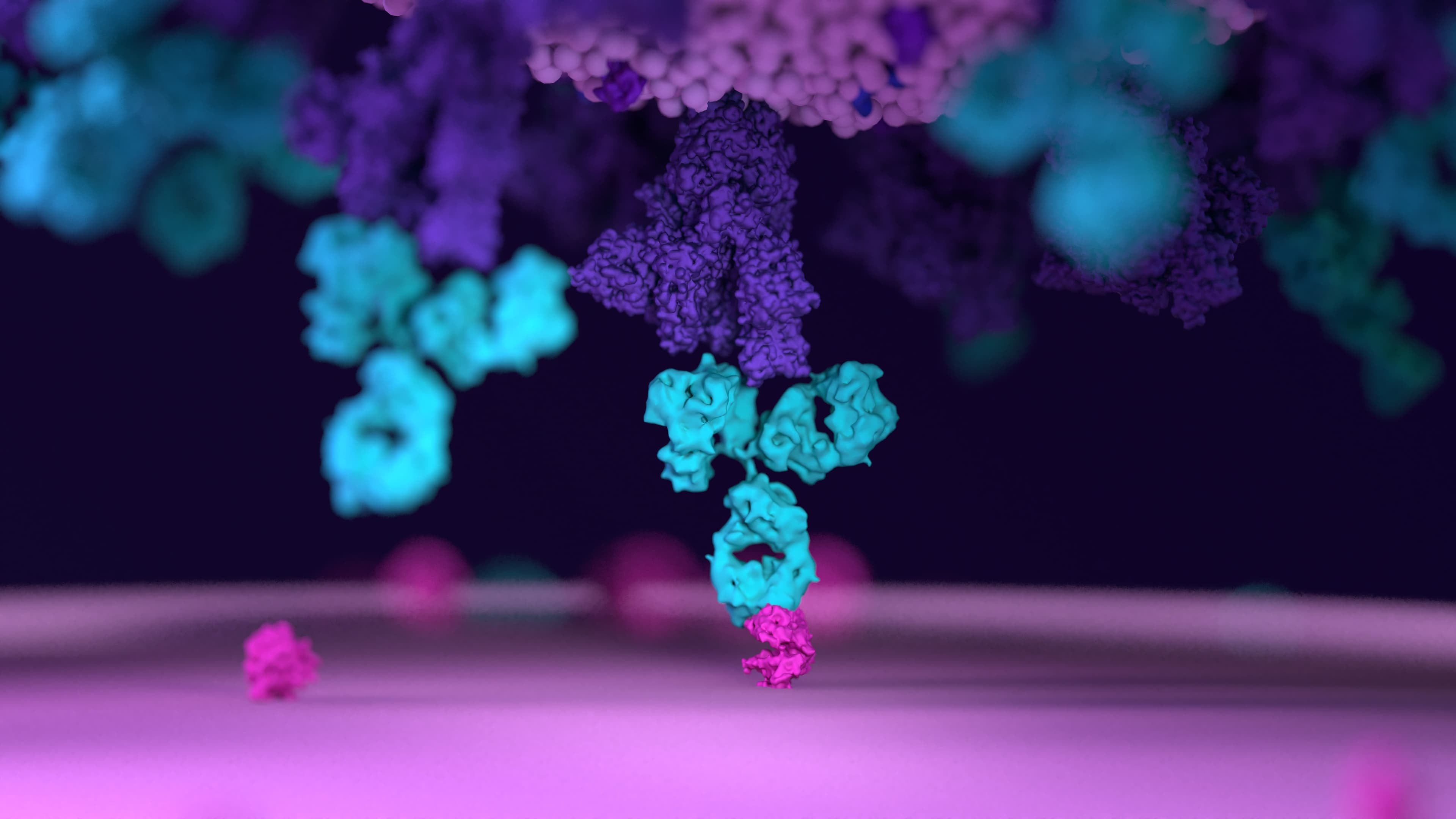 Antibodies work to neutralize SARS-CoV-2 by binding to the S protein and blocking entry (ACE2)  into a host cells