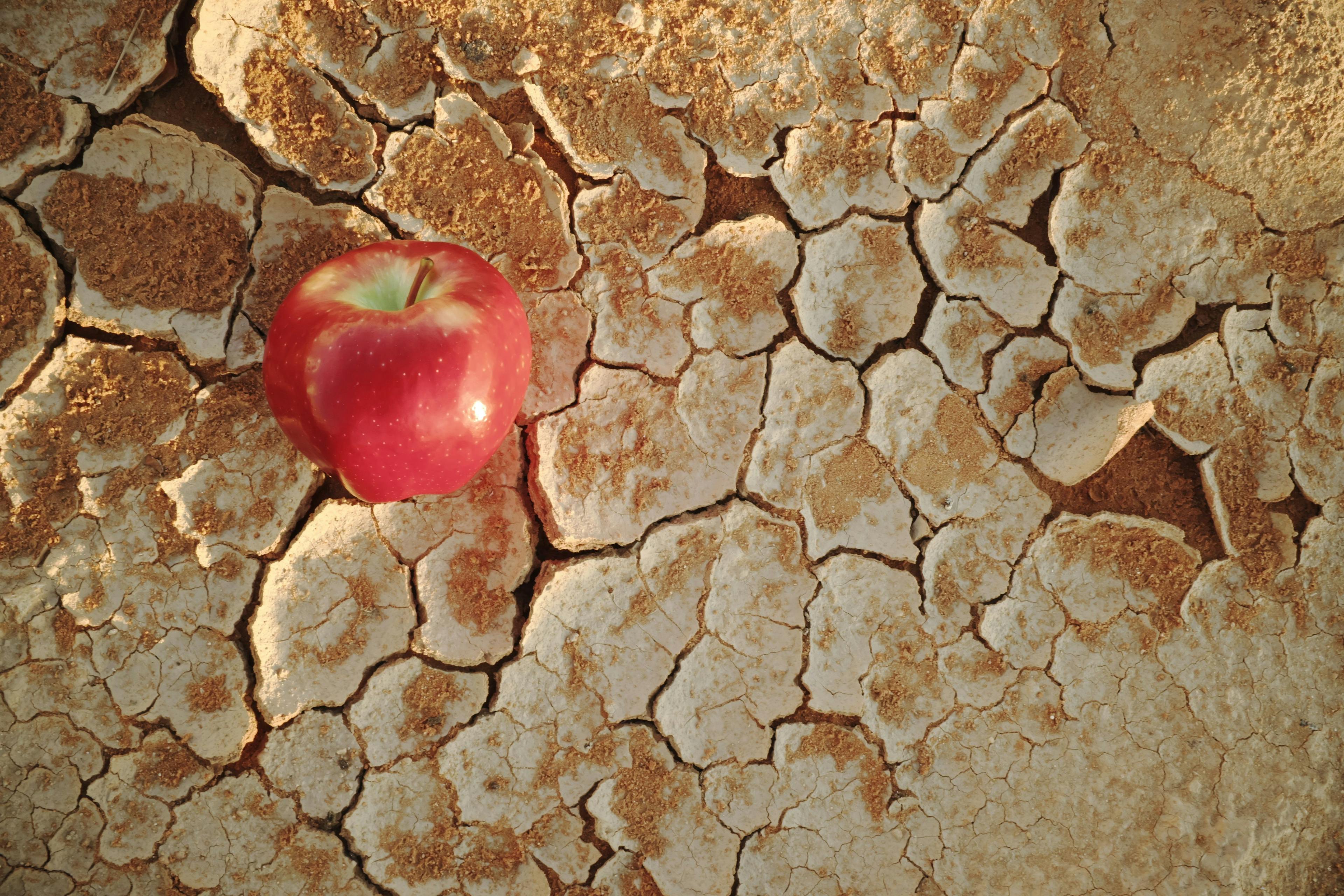 An apple on a dry cracked desert soil. 