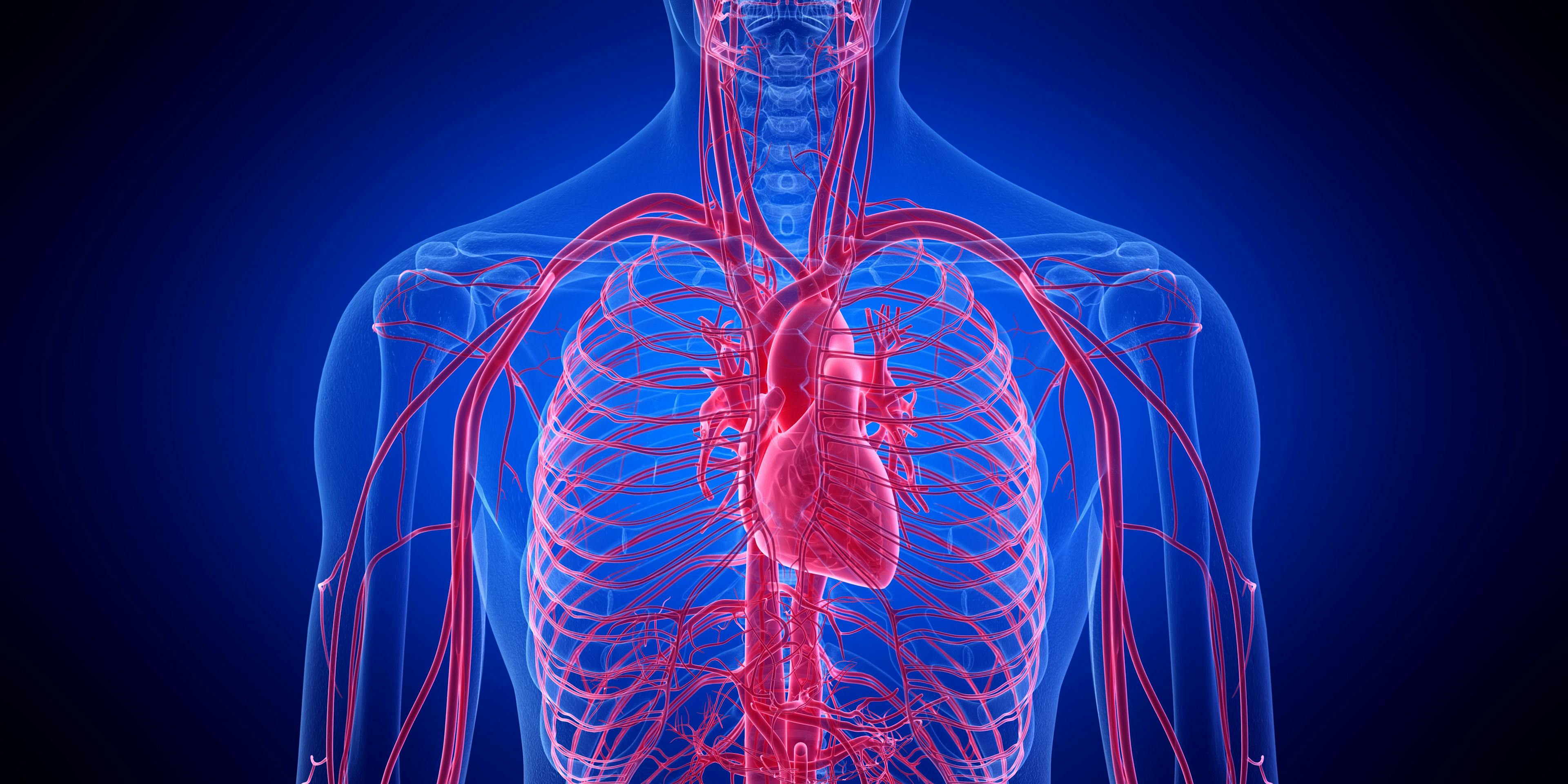 3d rendered medically accurate illustration of the human heart - Image credit: Sebastian Kaulitzki | stock.adobe.com 