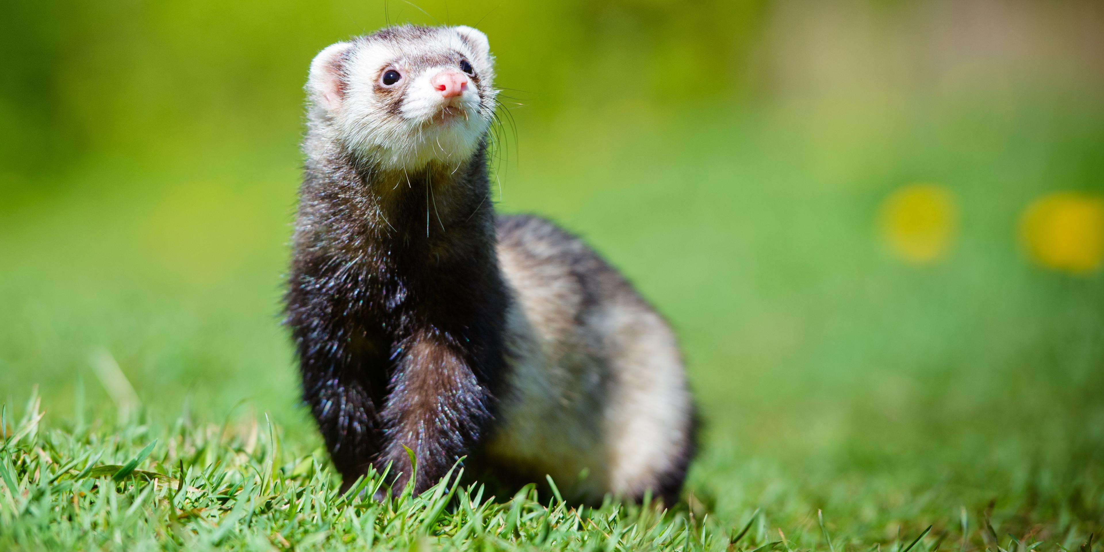 When It Comes to the Flu, Ferrets Mirror Humans