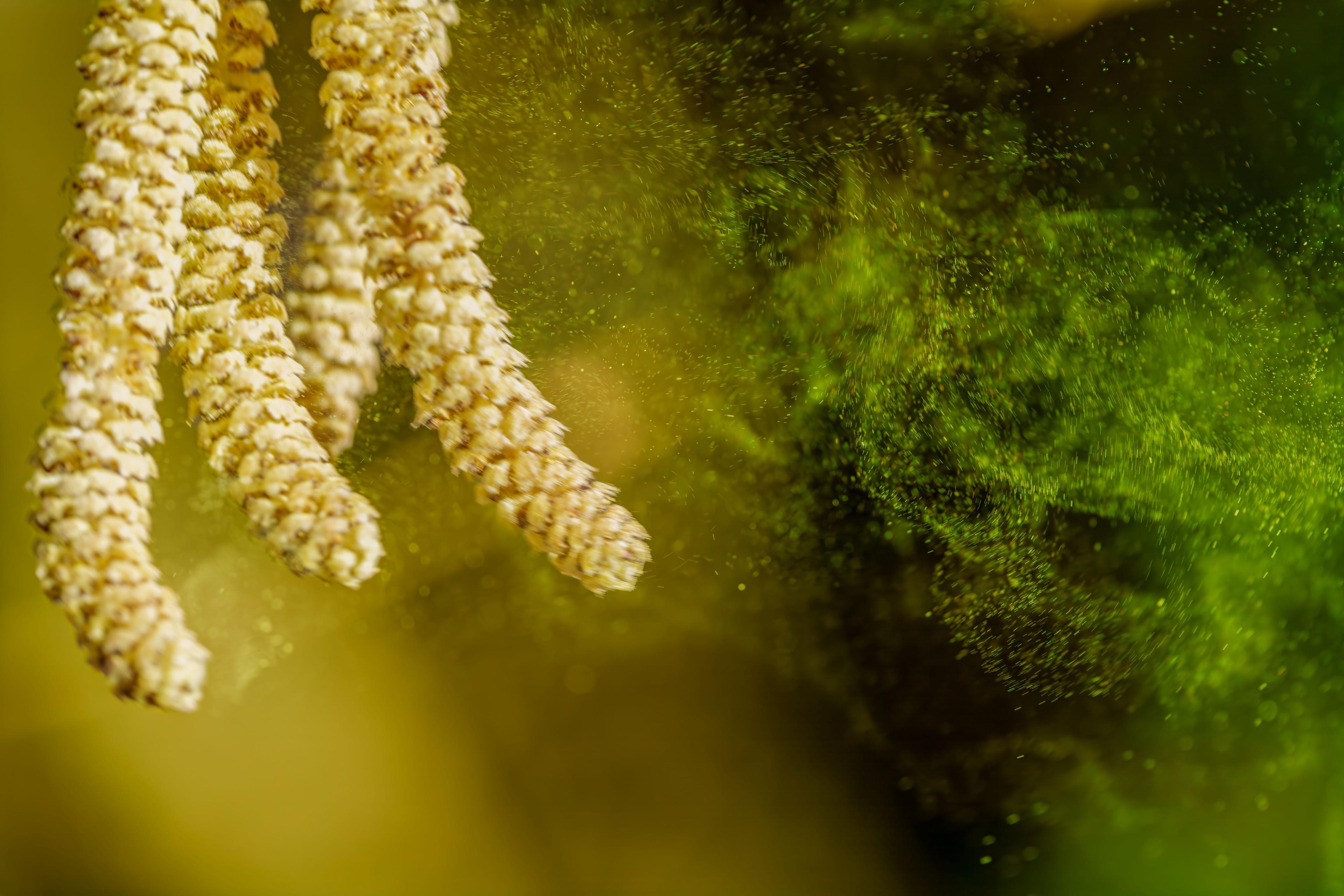 Pollen from tree -- Image credit: AdobeTim82 | stock.adobe.com