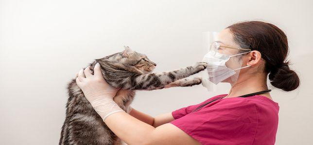 Antiviral Used in Feline Coronavirus May Also Work Against SARS-CoV-2