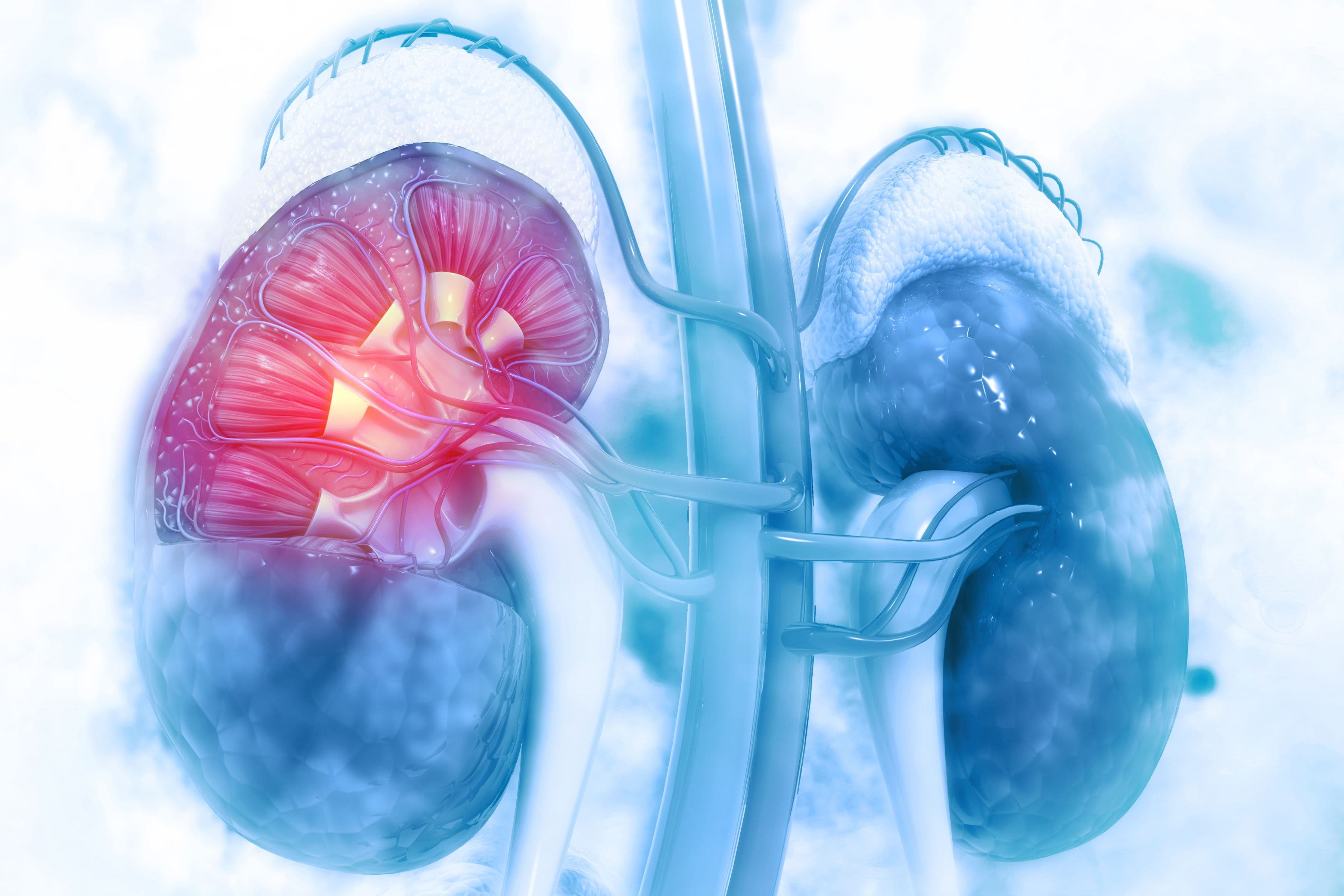 How Pharmacists Can Support the Intervention, Prevention of Chronic Kidney Disease