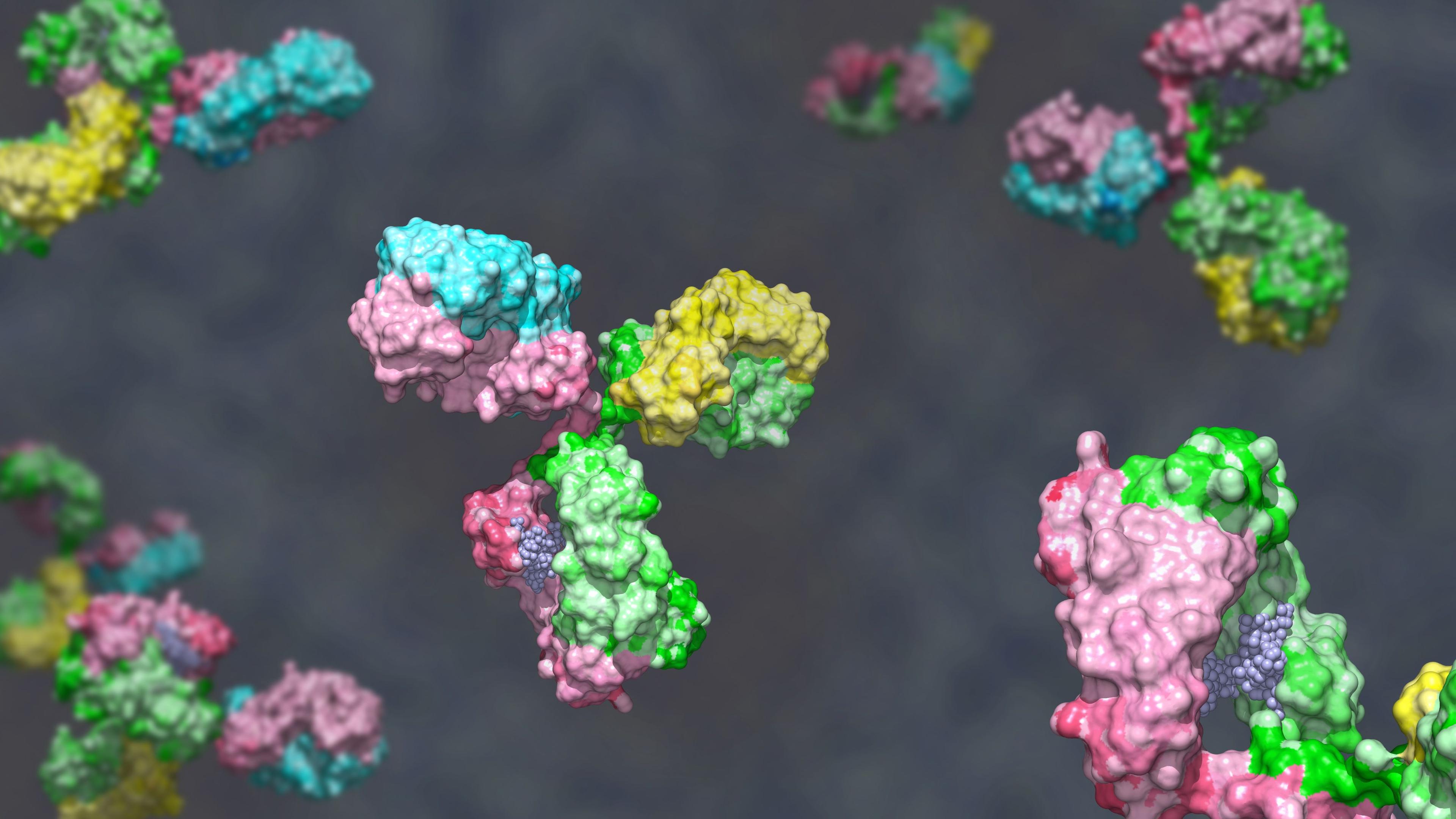 Model of a bispecific antibody.