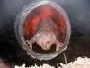 Mole Rat Stem Cells May Lead to Cancer Breakthrough