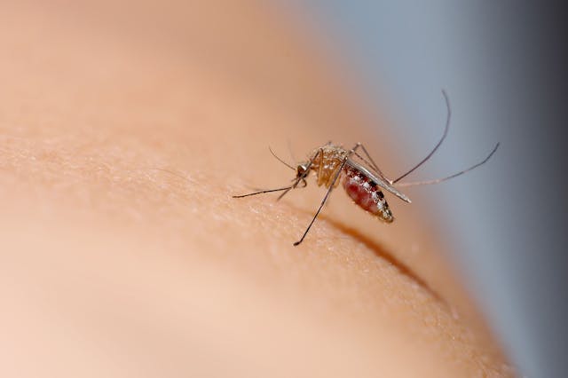 Mosquito biting a person -- Image credit: Montrey | stock.adobe.com