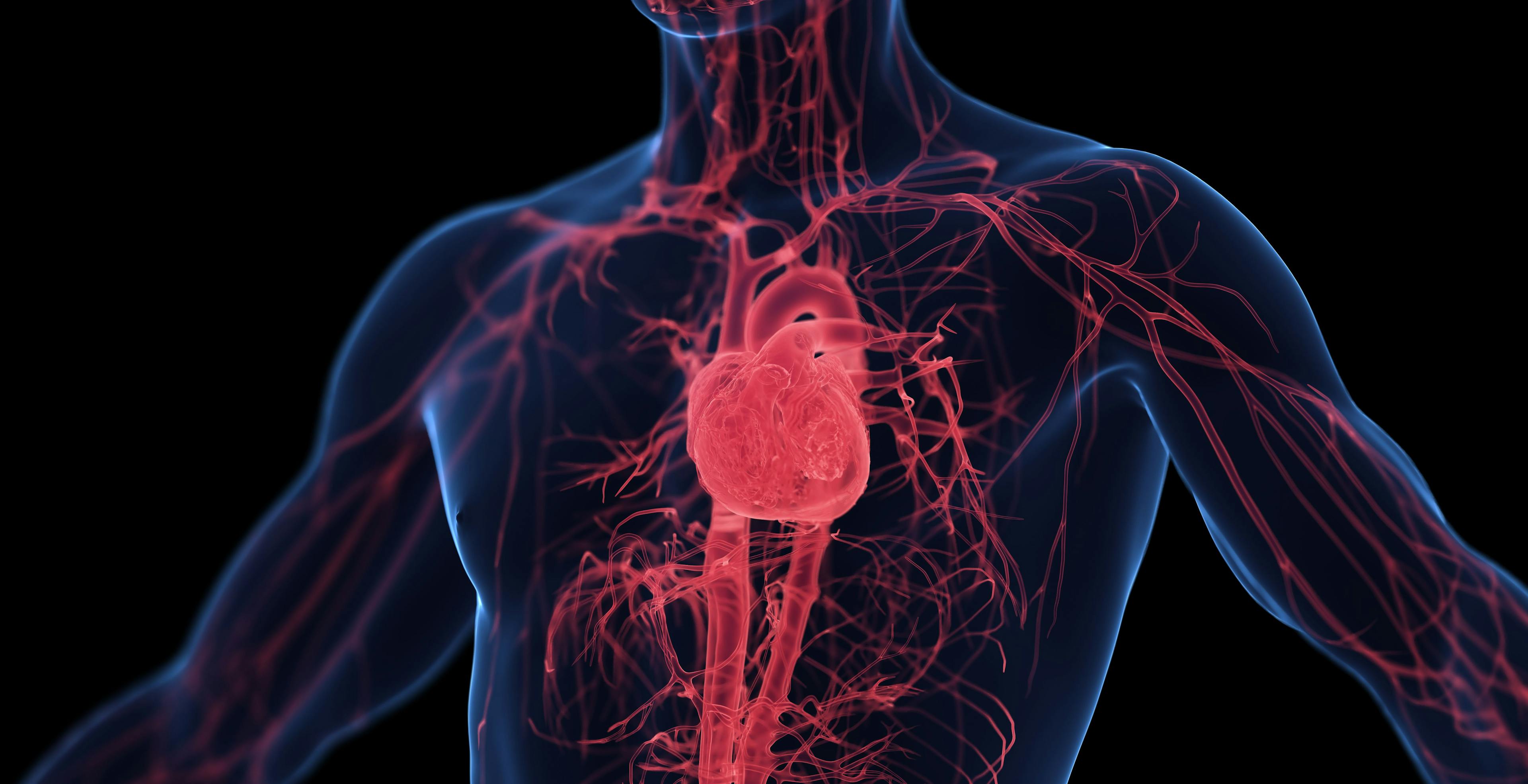 Cardiovascular system -- Image credit: Sebastian Kaulitzki | stock.adobe.com