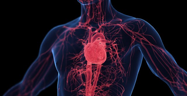 Cardiovascular system -- Image credit: Sebastian Kaulitzki | stock.adobe.com