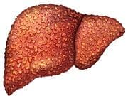 Organ Protection Mechanism May Treat Alcoholic Liver Disease