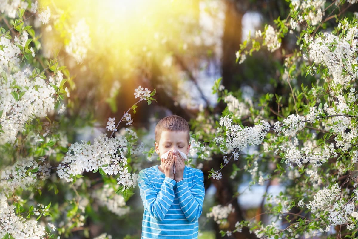 Boy sneezes in the park against the background of a flowering tree because he is allergic