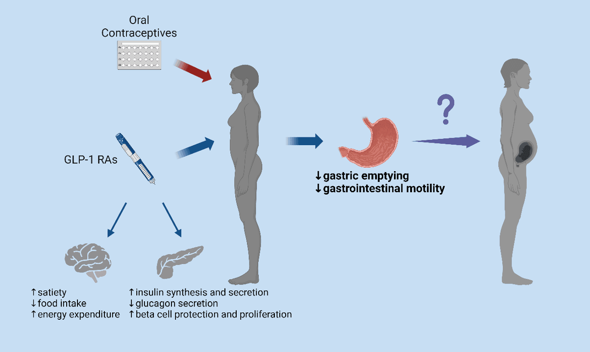 Figure.6 The multiple effects of glucagon-like peptide-1 receptor 1 agonists and a possible mechanism by which they may cause unplanned pregnancy in women with concurrent oral contraceptive use.