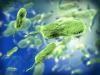 Trending News Today: Deadly Saltwater Bacteria Raises Alarms in Florida