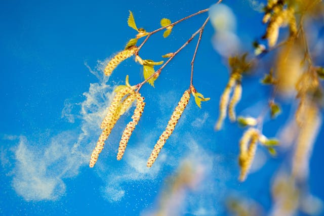 Tree pollen increasing asthma risk -- Image credit: Ingo Bartussek | stock.adobe.com